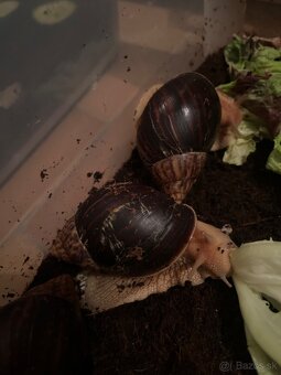 Slimák africký - 2