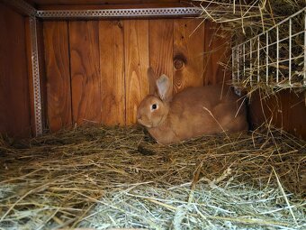 Burgundske králiky - 2