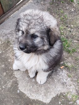 Kaukazský Ovčiak - 2