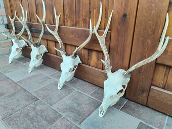 Trofeje jeleňov Sika - 2
