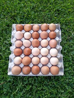 🥚Domáce BIO vajíčka od šťastných sliepok z voľného výbehu🌿 - 2