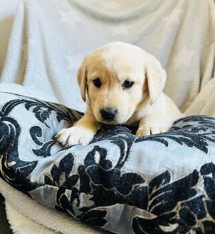 štěňata labrador a – připravena k odběru - 2