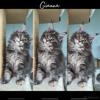 S PP Maine Coon Mainská Myvalia - 2