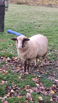 Predám jahnicky - 2