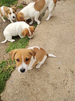 predám Jacky Russel Terier - 2