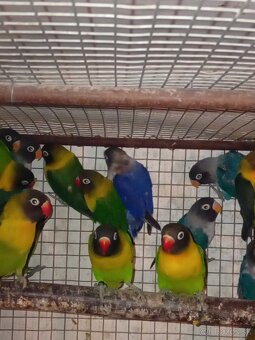 Agapornisy škraboškove - 2