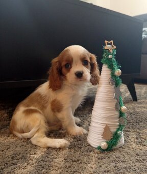 Cavalier king charles spaniel - 2