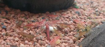 Krevety Neocaridina 0,4€ / kus - 2