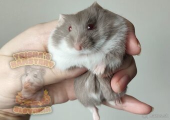 Vymaznané mláďátká škrečka Campbellovho - 2