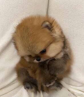 Pomeranian dievčatko - 2