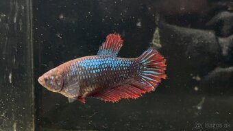 Bojovnica pestrá - betta splendens - 2