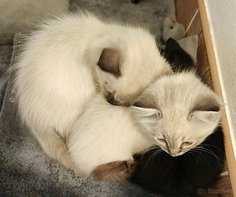 Ragdoll - 2