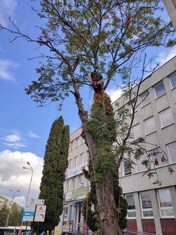 Orezy a rizikové spiľovanie stromov - 2