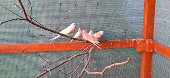 Neofema Bourkova Rubino - 2