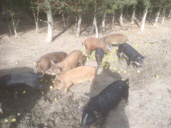 Mangalicia a durok - 2