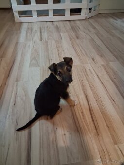 Predám za symbolickú cenu - 2