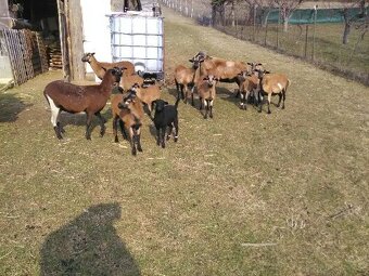 Kamerunské ovce - 2