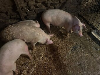 Predám prasiatka 50-60 kg - 2