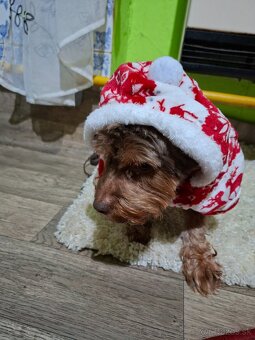 Yorkshire Terier - 2