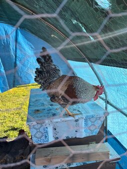 Cream legbar kohut - 2