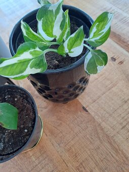 Izbové rastliny, sadeničky - 2