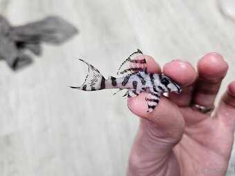 L 236 Super White - odchov - 2