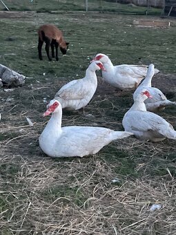 Čínske kačice a kačer - 2