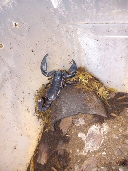 🦂 Škorpión Heterometrus Laoticus 🦂 - 2