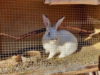 Králik samec na chov - 2