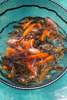 Koi kapre - 2