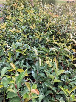 Photinia ‘Red Robin’ - 2