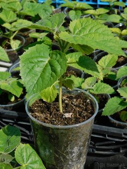 PAULOWNIA - 2