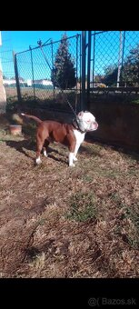 American bully - 2