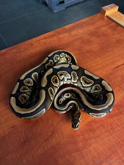 Python regius - 2