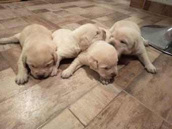 Labradorsky Retríver Labrador - 2