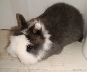 Zdrobnelý králik, zakrslý zajačik - 2
