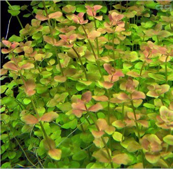 Akvarijne rastliny mix 7 druhov +7krevetiek - 2