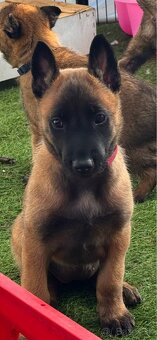 Belgický ovčiak - Malinois - 2