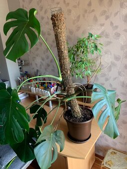 Monstera deliciosa - 2