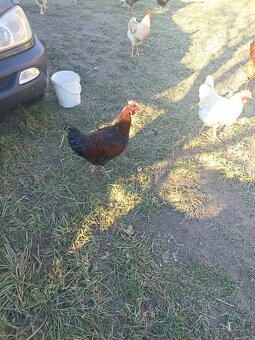 Predám kohútov - 2