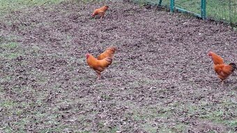 zdr. Oravky kohúty žltohnedé - 2