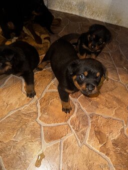 🖤 Rotvajler- Štěňátka Bez PP 🖤 - 2