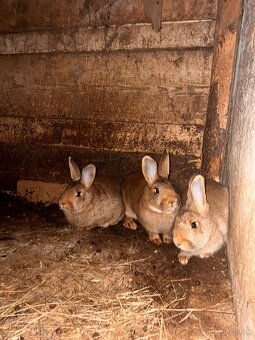 Burgundský X VSS - 2