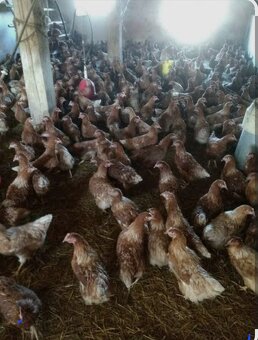 Nosnice.mladky. hydina - 2