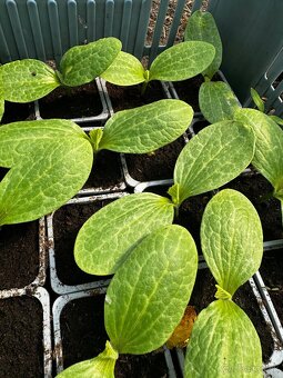 Priesady, planty - 2