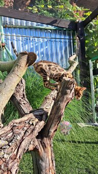 Bengalská mačka - 2