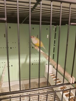 Amadina gouldove - 2