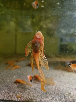 Prísavniky - Super red long fin - 2