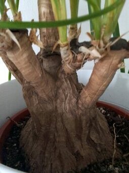 Slonia noha bananovnik kavovnik zamiokulkas fikus yuka - 2