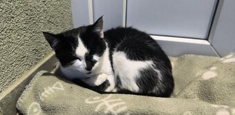 Darujem mačiatko - 2